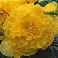 AmeriHybrid<sup>®</sup> Ruffled Yellow Tuberous Begonia