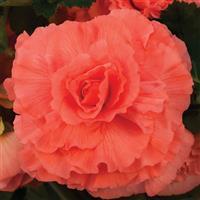 AmeriHybrid<sup>®</sup> Ruffled Coral Salmon Tuberous Begonia