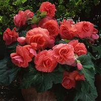 AmeriHybrid<sup>®</sup> Ruffled Coral Salmon Tuberous Begonia