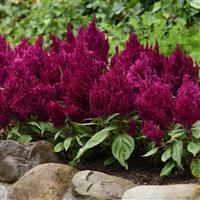 First Flame™ Purple Celosia