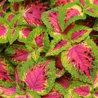 Watermelon Coleus, Premium Sun