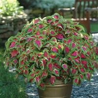 Watermelon Coleus, Premium Sun