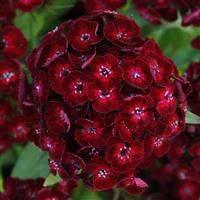 Dash™ Crimson Dianthus