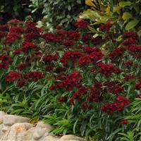 Dash™ Crimson Dianthus