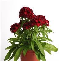 Dash™ Crimson Dianthus