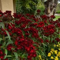 Dash™ Crimson Dianthus