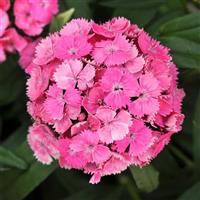 Dash™ Pink Dianthus