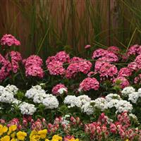 Dash™ Pink Dianthus