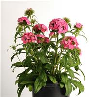 Dash™ Pink Dianthus