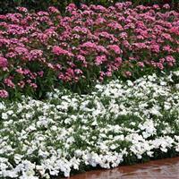 Dash™ Pink Dianthus