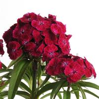 Dash™ Violet Dianthus