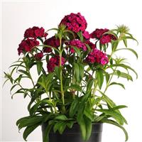 Dash™ Violet Dianthus