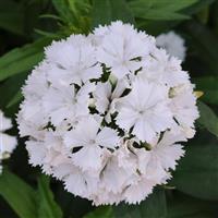 Dash™ White Dianthus