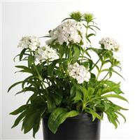 Dash™ White Dianthus