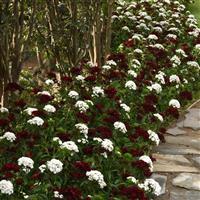 Dash™ White Dianthus