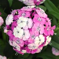 Dash™ Magician Dianthus