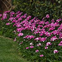 Dash™ Magician Dianthus