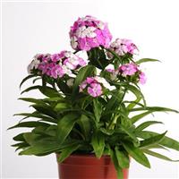 Dash™ Magician Dianthus