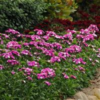 Dash™ Magician Dianthus