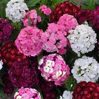 Dash™ Mixture Dianthus