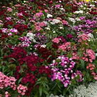 Dash™ Mixture Dianthus