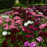 Dash™ Mixture Dianthus