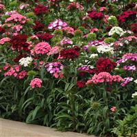 Dash™ Mixture Dianthus