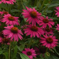 Echinacea Artisan™ Collection Brilliant Rose