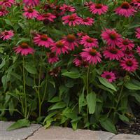 Echinacea Artisan™ Collection Brilliant Rose