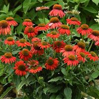 Echinacea Artisan™ Collection Red Ombre