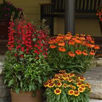 Echinacea Artisan™ Collection Soft Orange