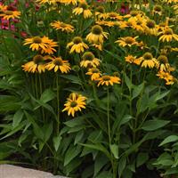 Echinacea Artisan™ Collection Yellow Ombre