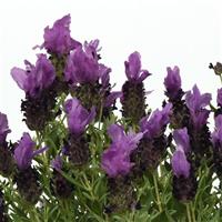 Lavandula Bandera Purple