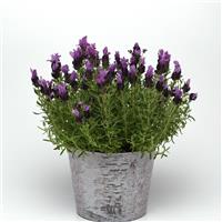 Lavandula Bandera Purple