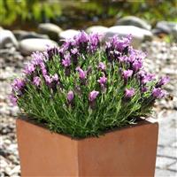 Lavandula Bandera Purple