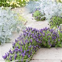 Lavandula Bandera Purple