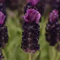 Lavandula Bandera Deep Purple