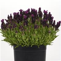 Lavandula Bandera Deep Purple