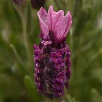 Lavandula Bandera Deep Rose