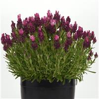 Lavandula Bandera Deep Rose