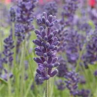 Lavandula Avignon Early Blue