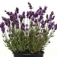 Lavandula Avignon Early Blue