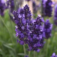 Lavandula Blue Spear