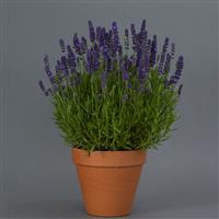 Lavandula Blue Spear