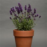 Lavandula Lavance Deep Purple