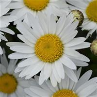 Leucanthemum Madonna