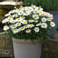 Leucanthemum Madonna