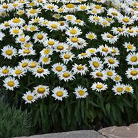 Leucanthemum Madonna