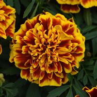 Bonanza™ Bee French Marigold