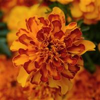 Bonanza™ Bolero French Marigold